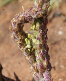 Fotografia da espécie Plantago serraria