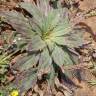 Fotografia 12 da espécie Plantago serraria do Jardim Botânico UTAD