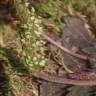 Fotografia 13 da espécie Plantago serraria do Jardim Botânico UTAD