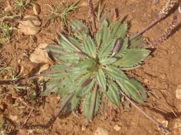 Fotografia da espécie Plantago serraria