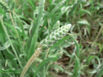 Fotografia da espécie Plantago albicans