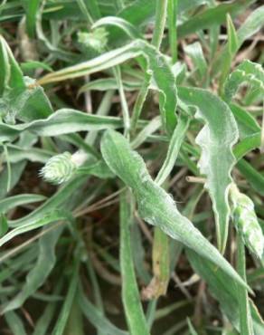 Fotografia 3 da espécie Plantago albicans no Jardim Botânico UTAD