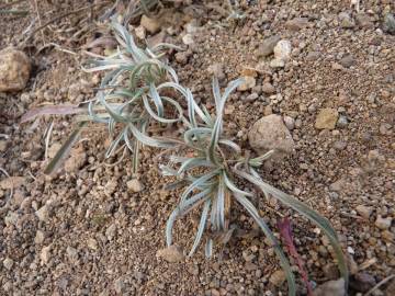 Fotografia da espécie Plantago albicans