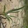 Fotografia 9 da espécie Plantago albicans do Jardim Botânico UTAD