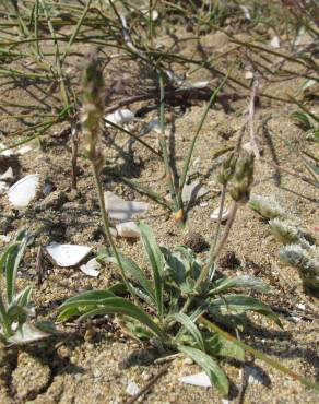 Fotografia 10 da espécie Plantago albicans no Jardim Botânico UTAD