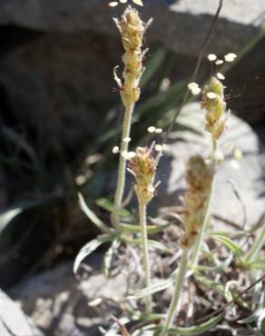 Fotografia 11 da espécie Plantago albicans no Jardim Botânico UTAD