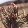 Fotografia 14 da espécie Plantago albicans do Jardim Botânico UTAD