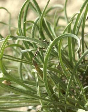 Fotografia 16 da espécie Plantago albicans no Jardim Botânico UTAD