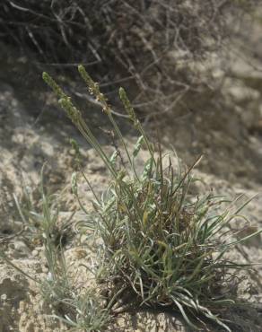 Fotografia 17 da espécie Plantago albicans no Jardim Botânico UTAD