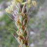 Fotografia 18 da espécie Plantago albicans do Jardim Botânico UTAD