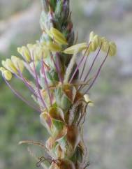 Plantago albicans