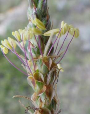 Fotografia 1 da espécie Plantago albicans no Jardim Botânico UTAD