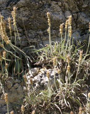 Fotografia 19 da espécie Plantago albicans no Jardim Botânico UTAD