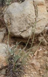 Fotografia da espécie Plantago albicans