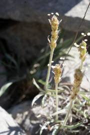 Fotografia da espécie Plantago albicans