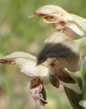 Fotografia 7 da espécie Anacamptis coriophora no Jardim Botânico UTAD