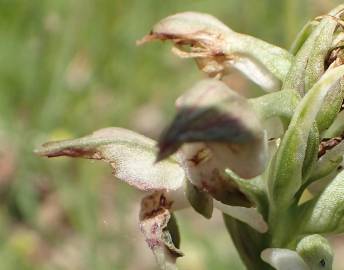 Fotografia da espécie Anacamptis coriophora