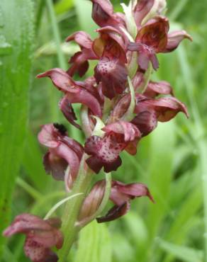 Fotografia 8 da espécie Anacamptis coriophora no Jardim Botânico UTAD