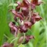 Fotografia 8 da espécie Anacamptis coriophora do Jardim Botânico UTAD