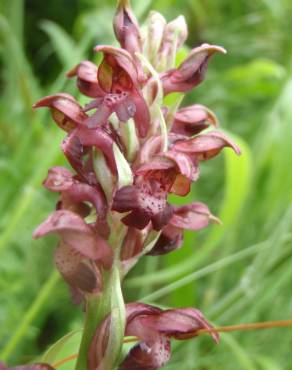 Fotografia 9 da espécie Anacamptis coriophora no Jardim Botânico UTAD