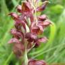 Fotografia 9 da espécie Anacamptis coriophora do Jardim Botânico UTAD