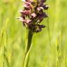 Fotografia 11 da espécie Anacamptis coriophora do Jardim Botânico UTAD