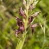 Fotografia 13 da espécie Anacamptis coriophora do Jardim Botânico UTAD