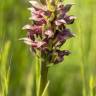 Fotografia 14 da espécie Anacamptis coriophora do Jardim Botânico UTAD