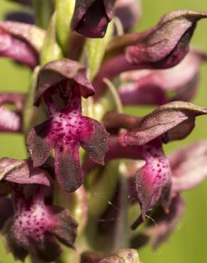 Fotografia 16 da espécie Anacamptis coriophora no Jardim Botânico UTAD