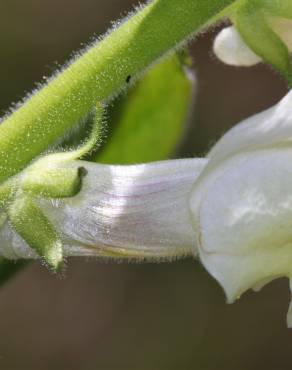 Fotografia 3 da espécie Antirrhinum meonanthum no Jardim Botânico UTAD