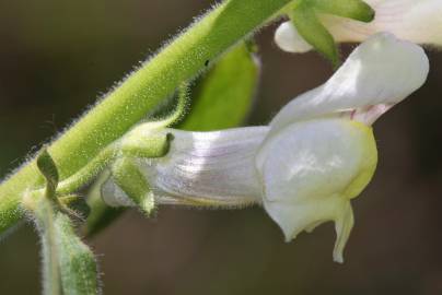 Fotografia da espécie Antirrhinum meonanthum