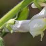 Fotografia 3 da espécie Antirrhinum meonanthum do Jardim Botânico UTAD