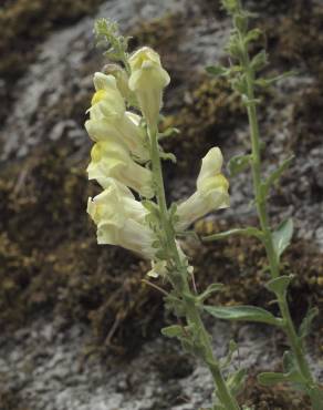 Fotografia 5 da espécie Antirrhinum meonanthum no Jardim Botânico UTAD