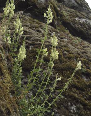 Fotografia 6 da espécie Antirrhinum meonanthum no Jardim Botânico UTAD