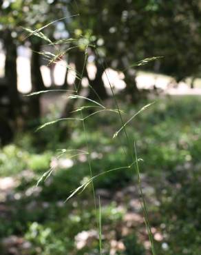 Fotografia 7 da espécie Piptatherum paradoxum no Jardim Botânico UTAD