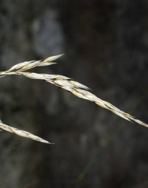 Fotografia 8 da espécie Piptatherum paradoxum no Jardim Botânico UTAD