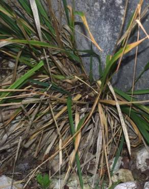 Fotografia 10 da espécie Piptatherum paradoxum no Jardim Botânico UTAD