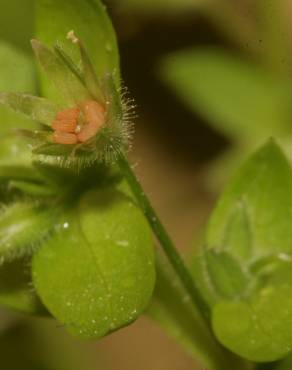 Fotografia 1 da espécie Stellaria pallida no Jardim Botânico UTAD