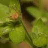 Fotografia 1 da espécie Stellaria pallida do Jardim Botânico UTAD