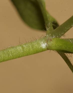 Fotografia 3 da espécie Stellaria pallida no Jardim Botânico UTAD