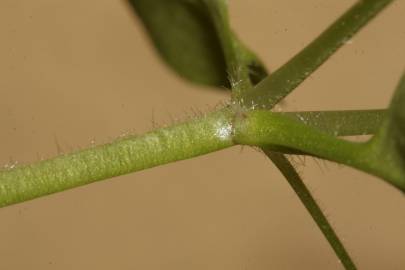 Fotografia da espécie Stellaria pallida