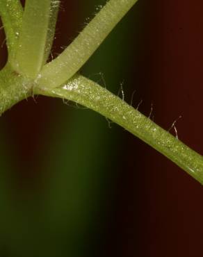 Fotografia 4 da espécie Stellaria pallida no Jardim Botânico UTAD