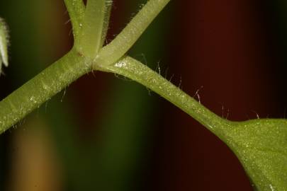 Fotografia da espécie Stellaria pallida