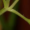 Fotografia 4 da espécie Stellaria pallida do Jardim Botânico UTAD