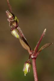 Fotografia da espécie Stellaria pallida