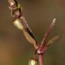 Fotografia 5 da espécie Stellaria pallida do Jardim Botânico UTAD