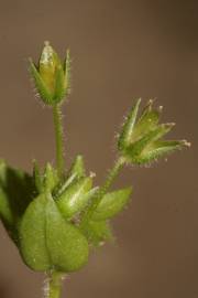 Fotografia da espécie Stellaria pallida