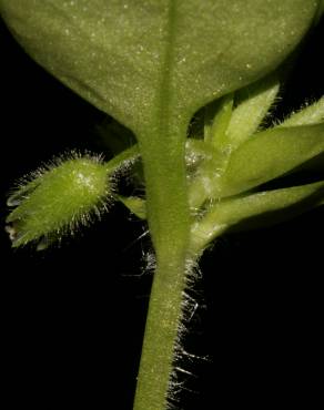 Fotografia 8 da espécie Stellaria pallida no Jardim Botânico UTAD