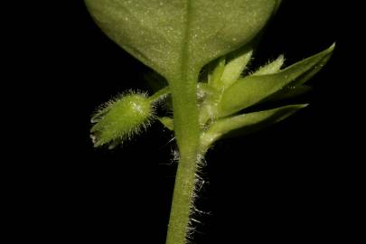 Fotografia da espécie Stellaria pallida