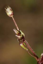 Fotografia da espécie Stellaria pallida